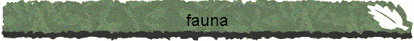 fauna