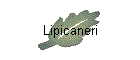 Lipicaneri